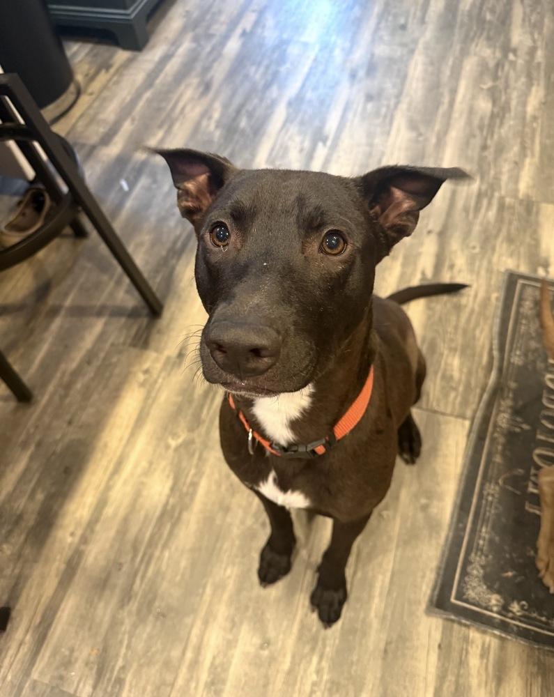 Enlarge Blackjack, a Adoptable mixed breed in Lancaster, PA image 5/6