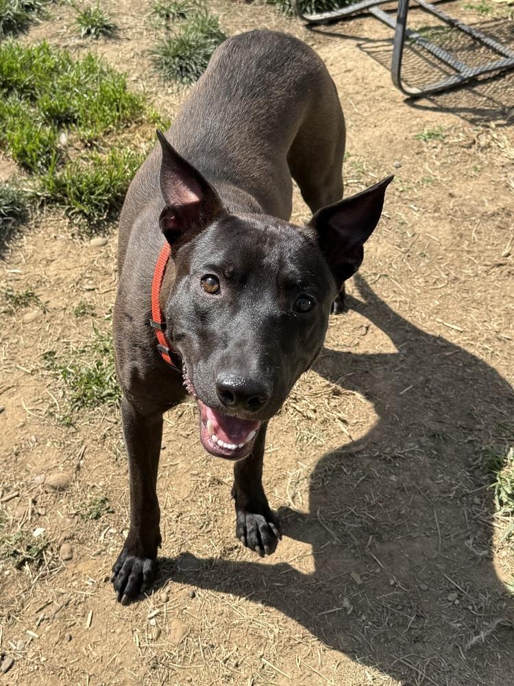 Enlarge Blackjack, a Adoptable mixed breed in Lancaster, PA image 6/6