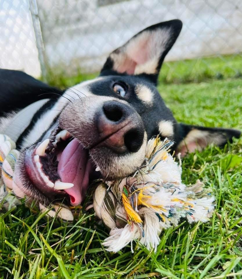 Elmo (Enel), Adopted, Young Male German Shepherd Dog.