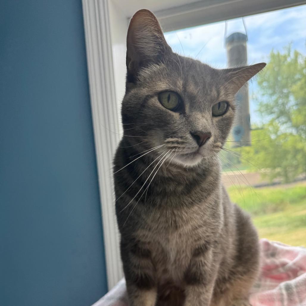 Cornelius, a Adoptable Domestic Short Hair in Milford, IA image 1/4