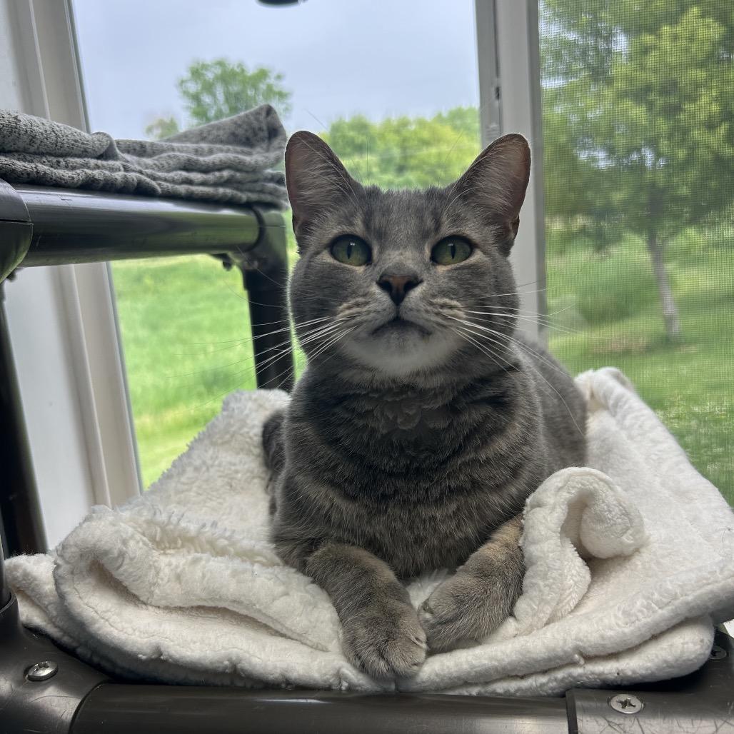 Cornelius, a Adoptable Domestic Short Hair in Milford, IA image 1/4