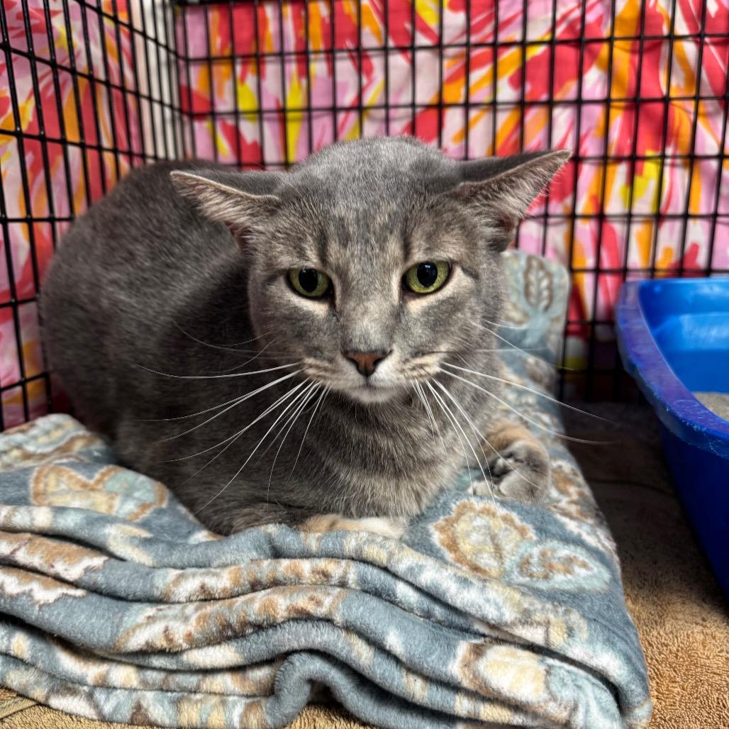 Cornelius, a Adoptable Domestic Short Hair in Milford, IA image 2/4