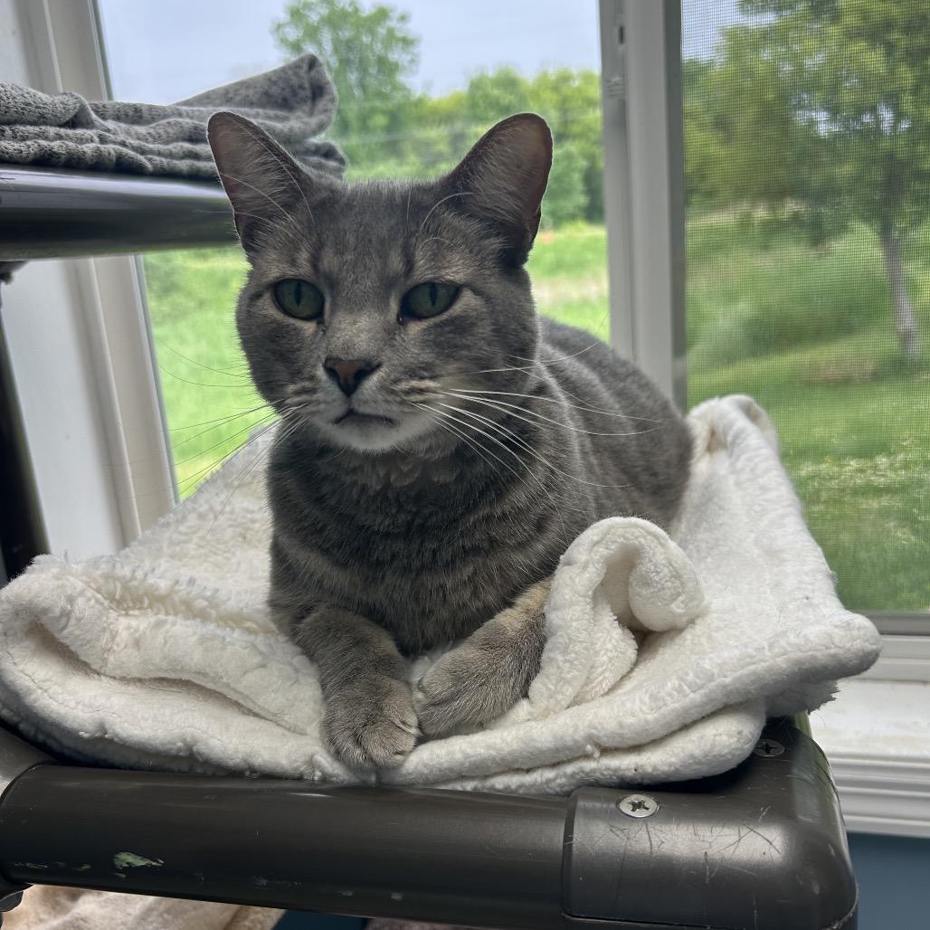 Cornelius, a Adoptable Domestic Short Hair in Milford, IA image 3/4