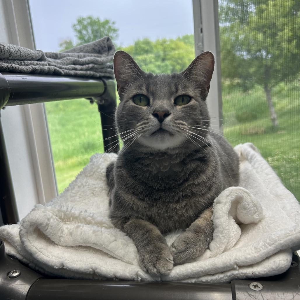 Cornelius, a Adoptable Domestic Short Hair in Milford, IA image 4/4