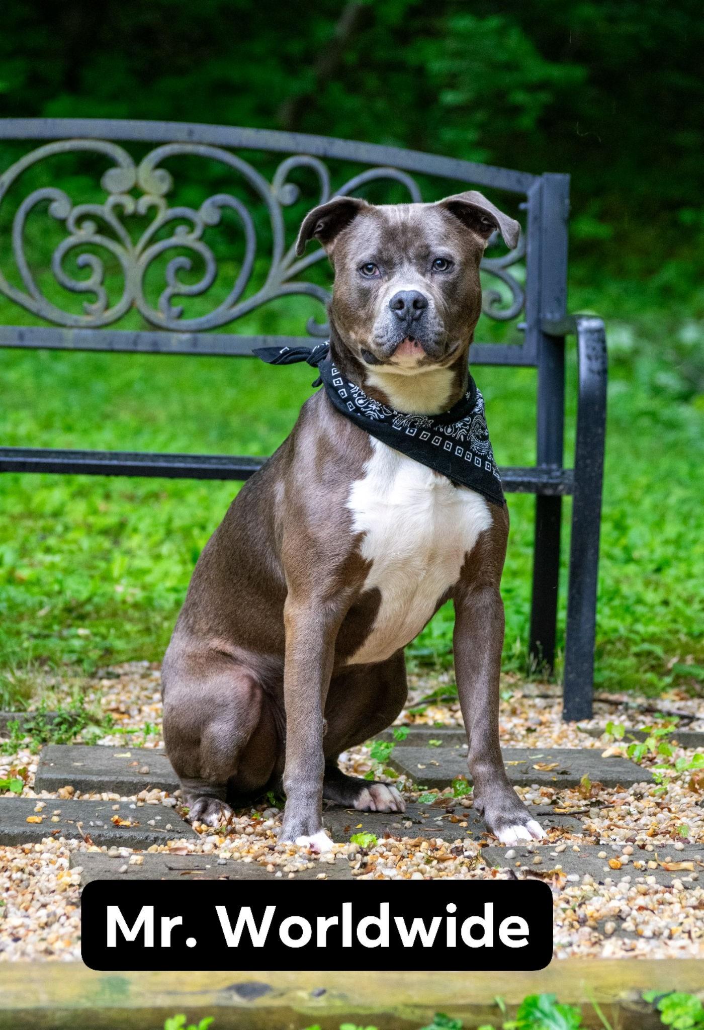 Mr Worldwide, a ADOPTABLE Pit Bull Terrier in Sevierville, TN image 1/4