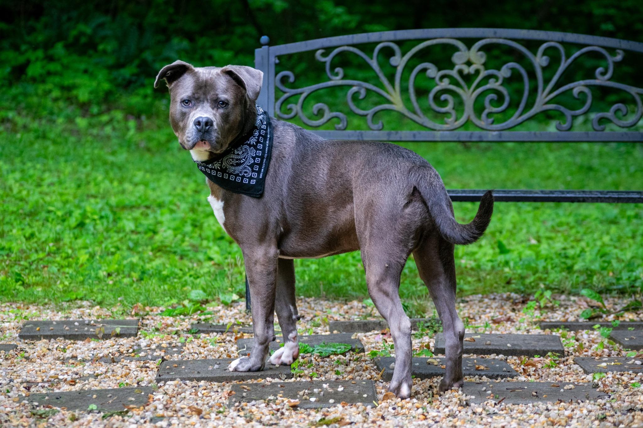 Mr Worldwide, a ADOPTABLE Pit Bull Terrier in Sevierville, TN image 3/4