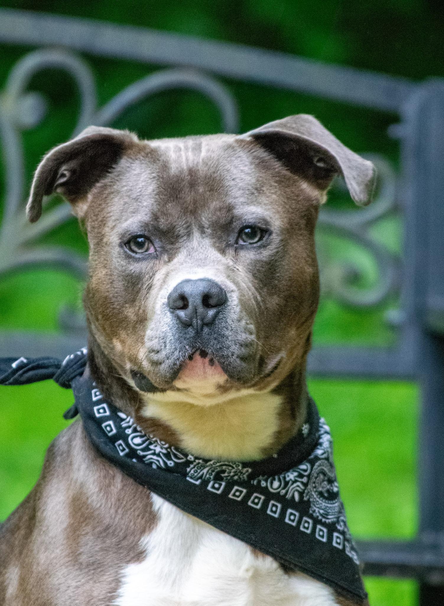 Mr Worldwide, a ADOPTABLE Pit Bull Terrier in Sevierville, TN image 4/4