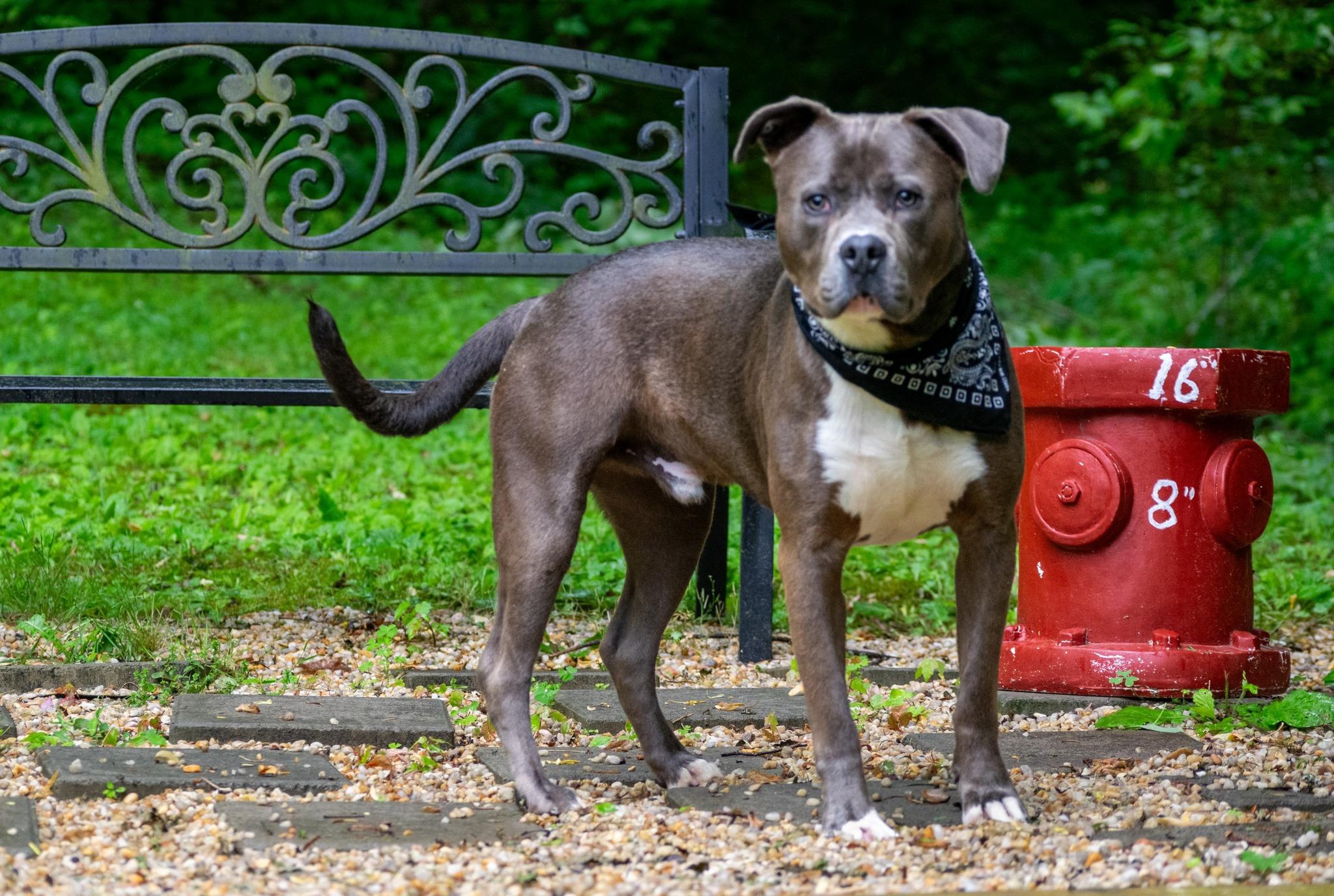 Mr Worldwide, a ADOPTABLE Pit Bull Terrier in Sevierville, TN image 2/4