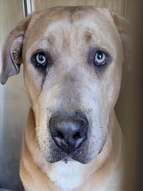 BROWNIE, Adoptable, Young Male Mixed Breed.