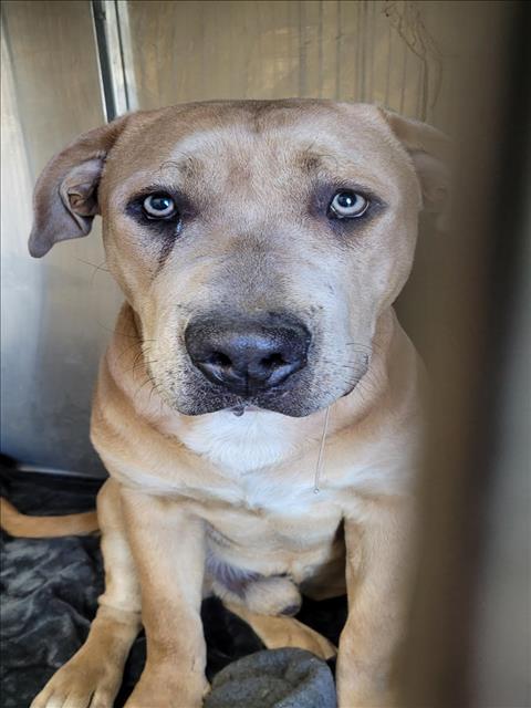 Enlarge BROWNIE, a Adoptable Mixed Breed in Los Angeles, CA image 1/1