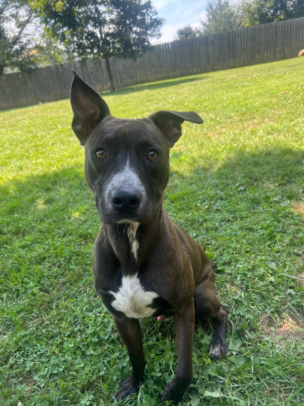 Boomer, a Adoptable mixed breed in South Charleston, OH image 1/2