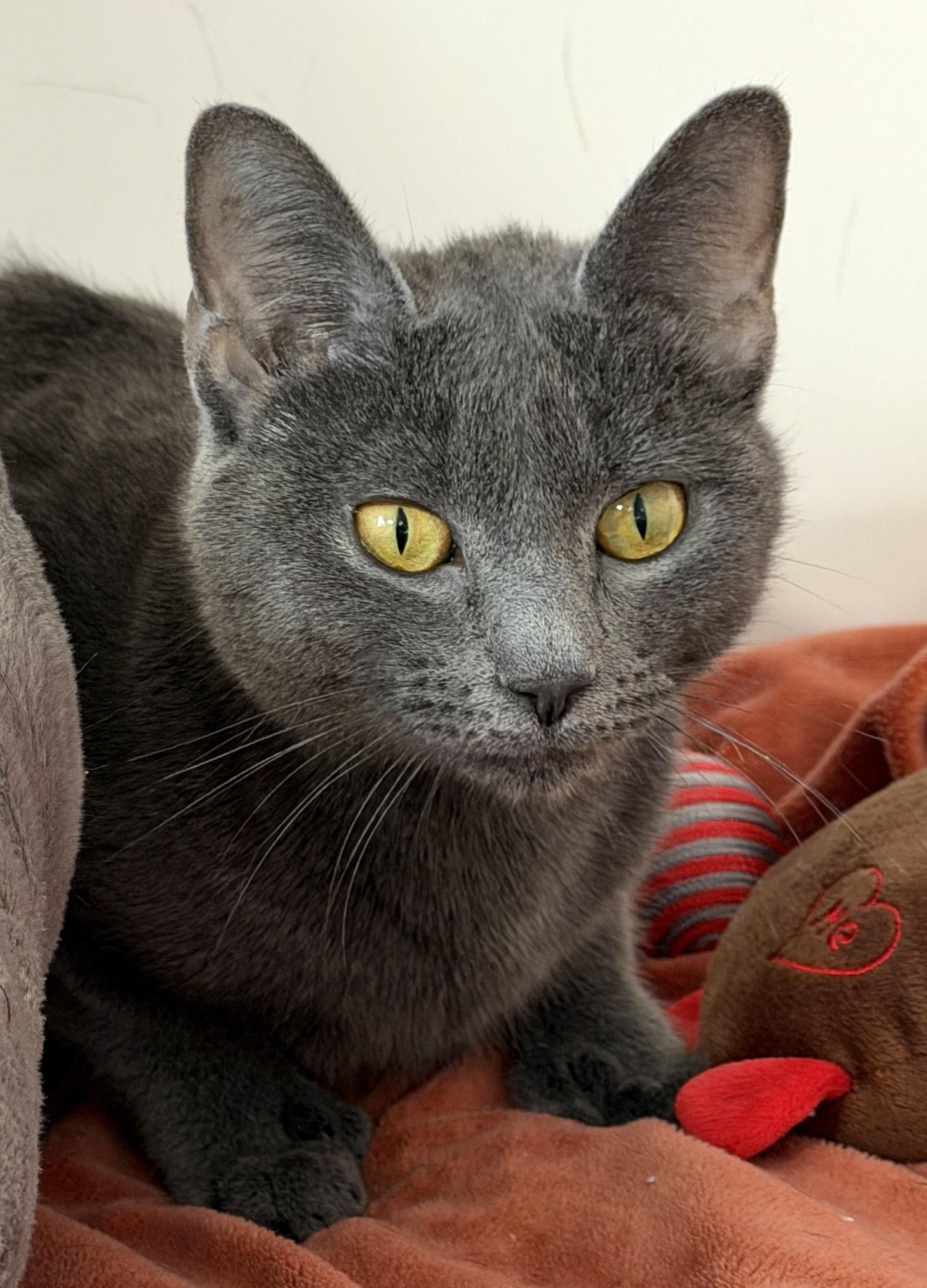 Enlarge Olive, an adopted American Shorthair in Hull, MA image 5/6