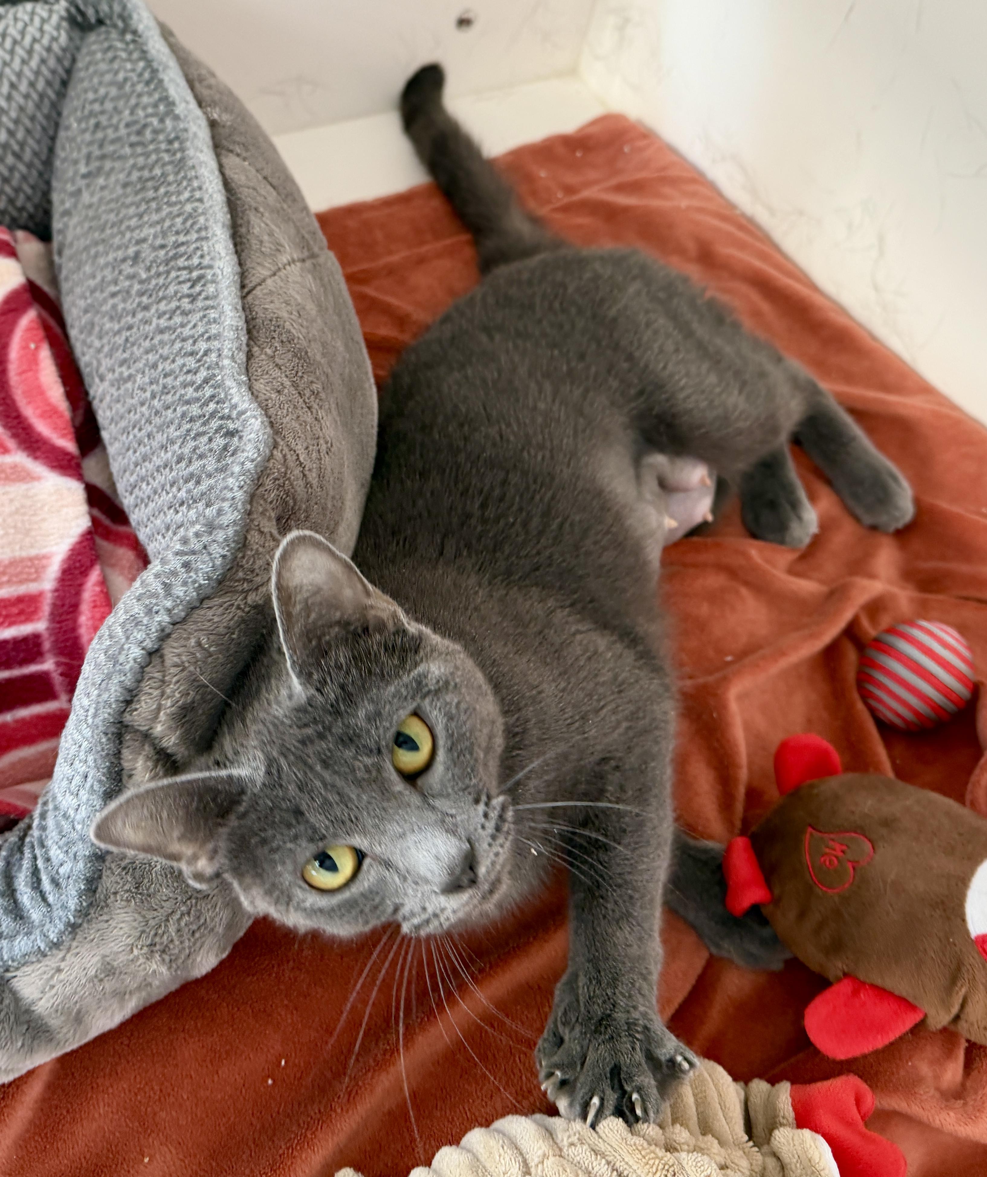 Enlarge Olive, an adopted American Shorthair in Hull, MA image 2/6