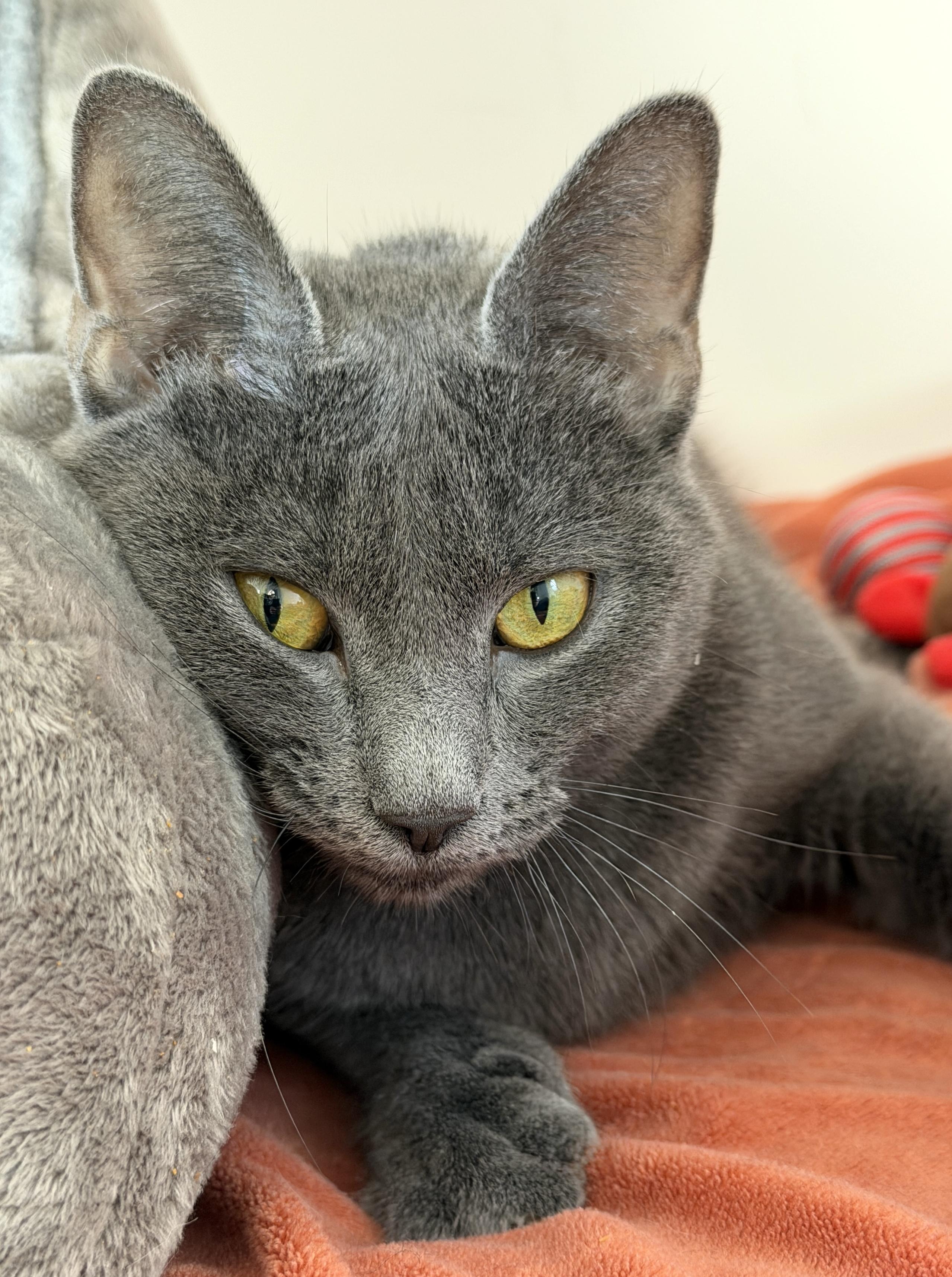 Enlarge Olive, an adopted American Shorthair in Hull, MA image 3/6