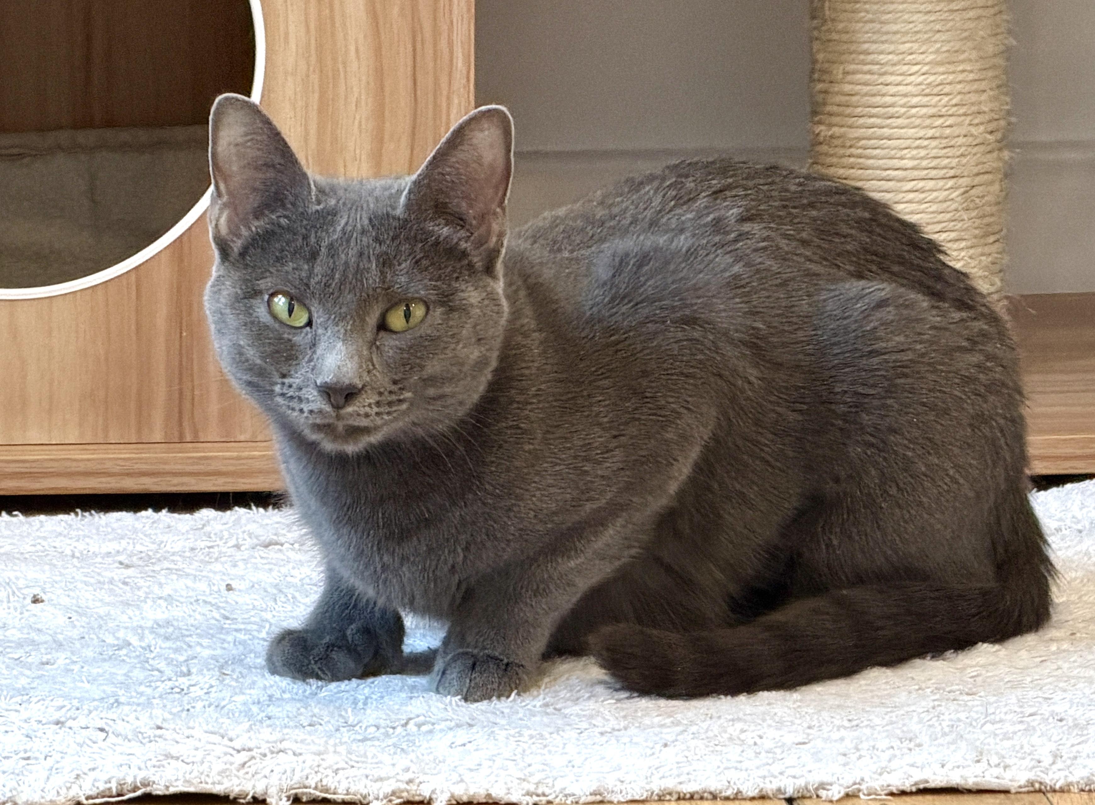 Olive, adopted, Adult Female American Shorthair.