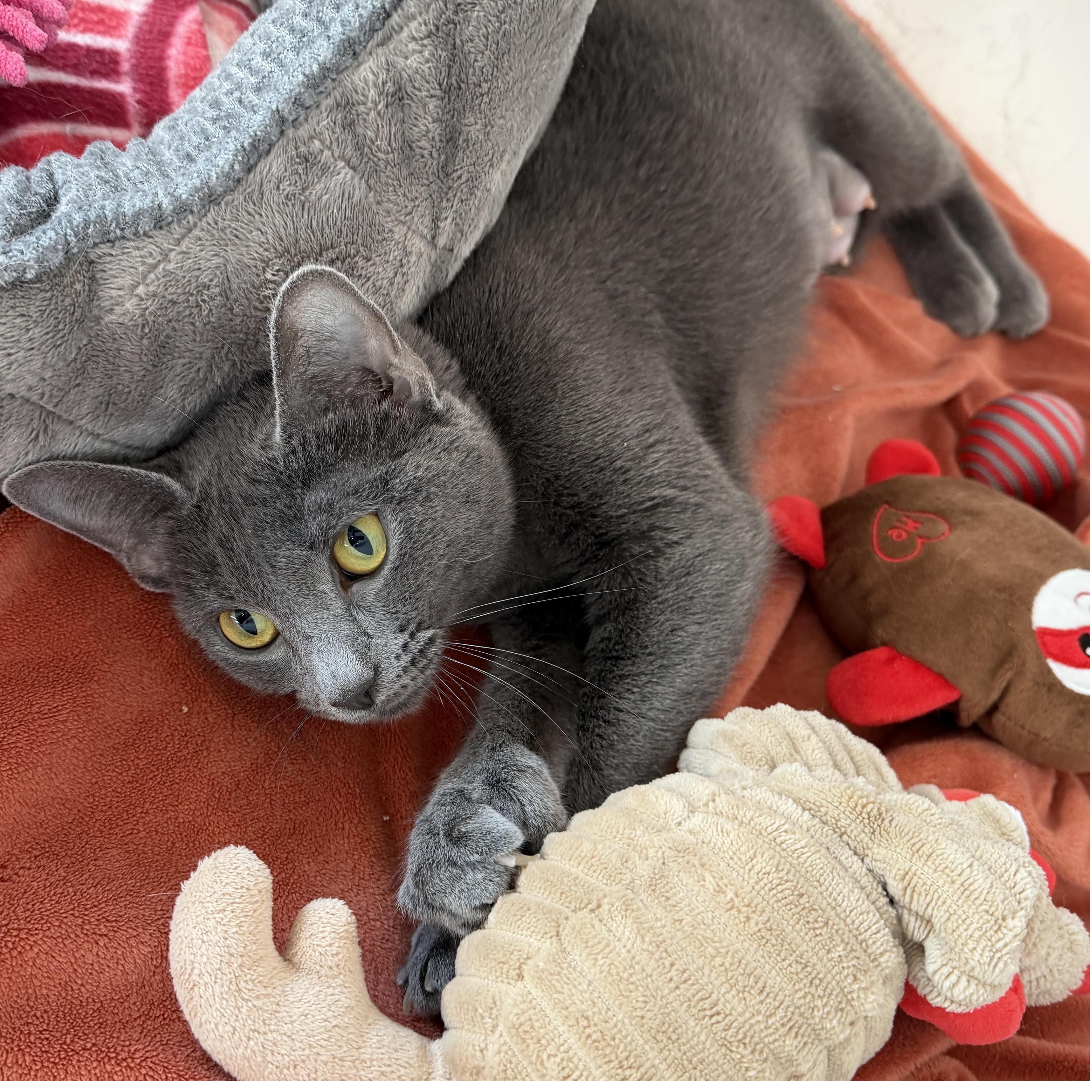 Enlarge Olive, an adopted American Shorthair in Hull, MA image 6/6