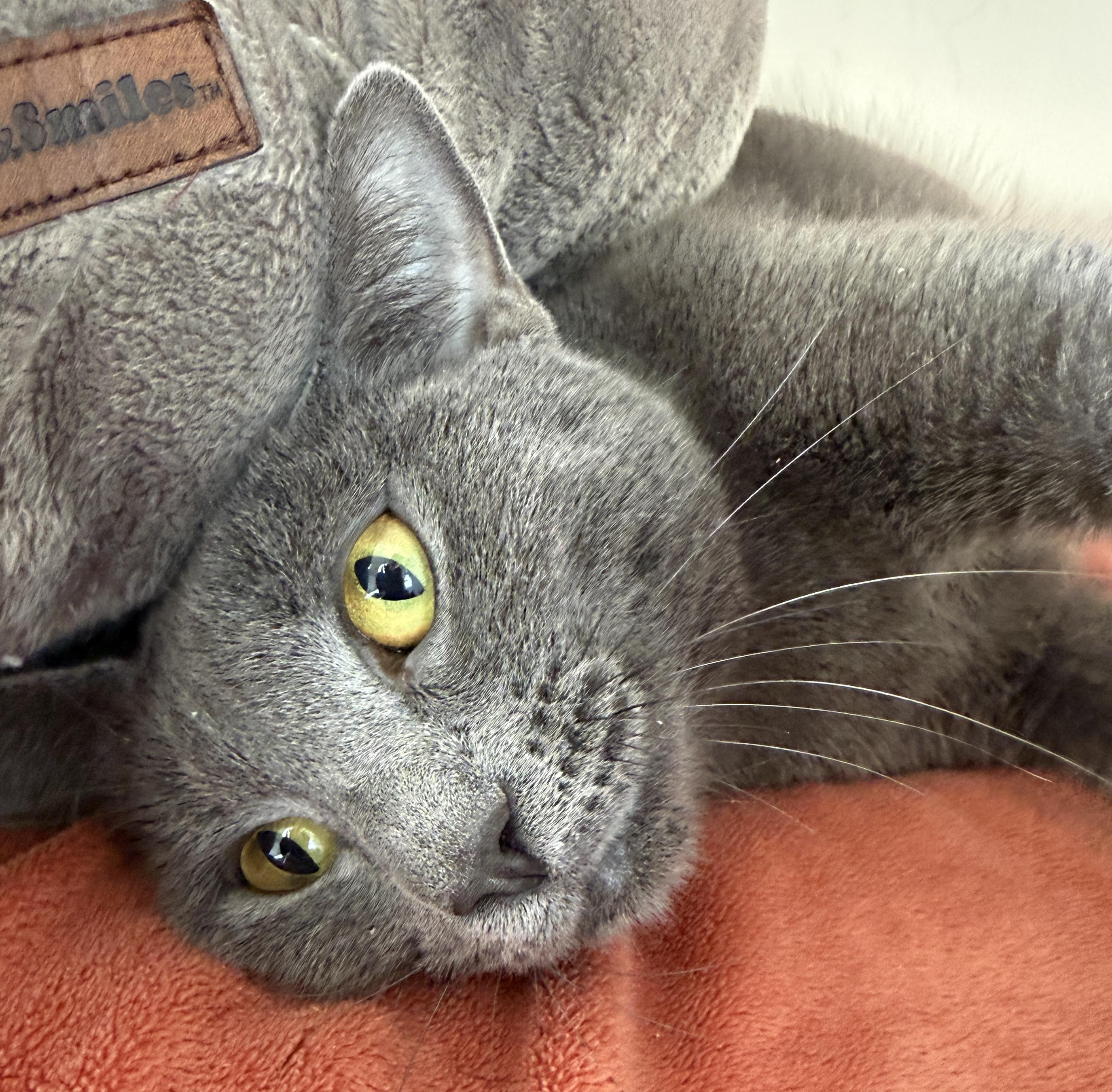 Enlarge Olive, an adopted American Shorthair in Hull, MA image 4/6