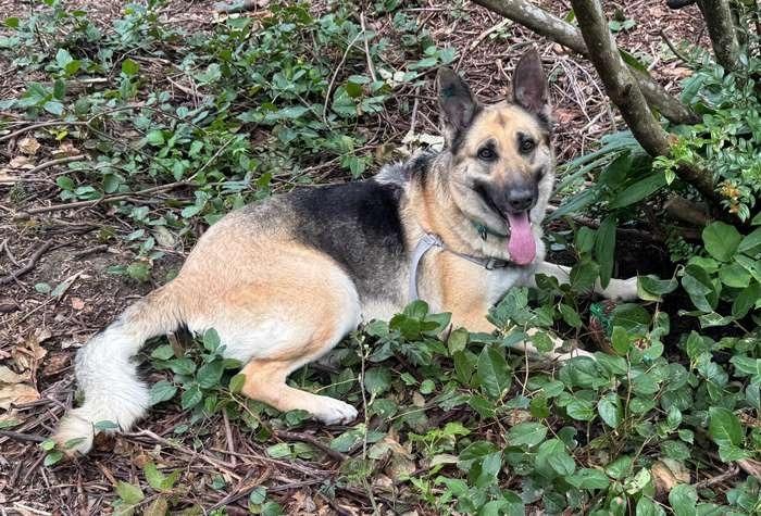 Remi, Adoptable, Young Female German Shepherd Dog.