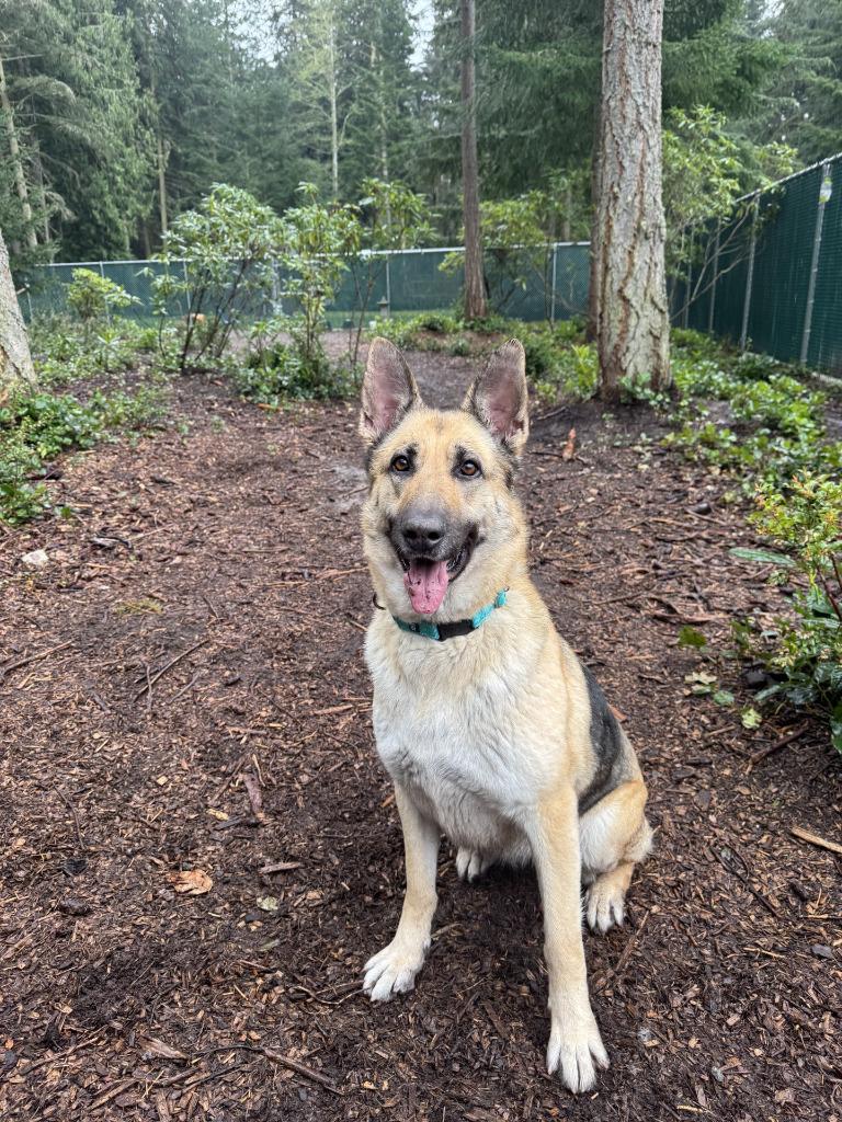 Enlarge Remi, a Adoptable German Shepherd Dog in Coupeville, WA image 2/4