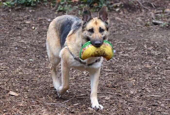 Enlarge Remi, a Adoptable German Shepherd Dog in Coupeville, WA image 3/4
