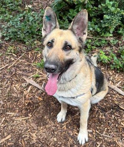 Enlarge Remi, a Adoptable German Shepherd Dog in Coupeville, WA image 4/4