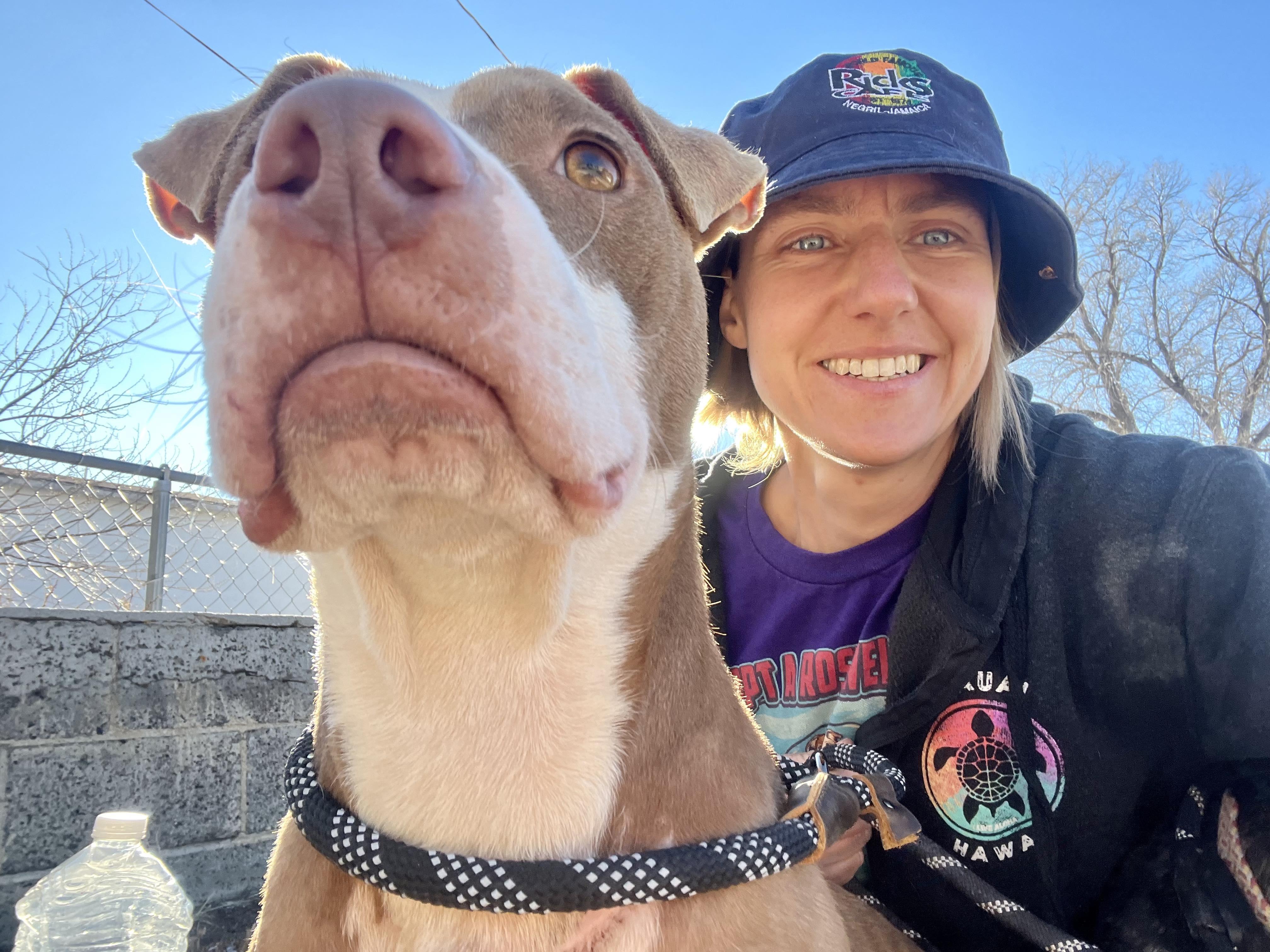 Nymph, Adopted, Adult Female American Staffordshire Terrier.