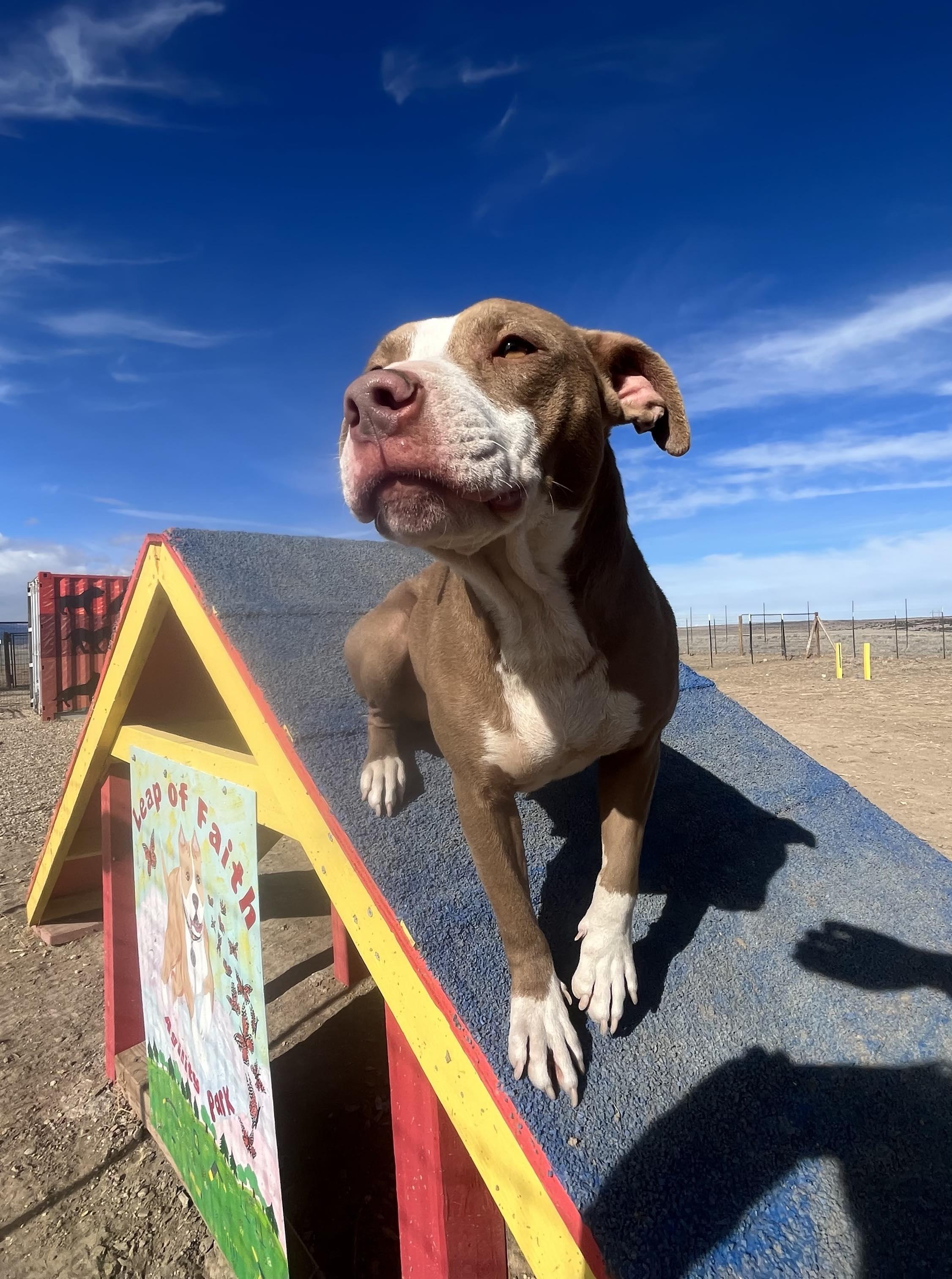 Enlarge Nymph, a Adopted American Staffordshire Terrier in RYE, CO image 2/6