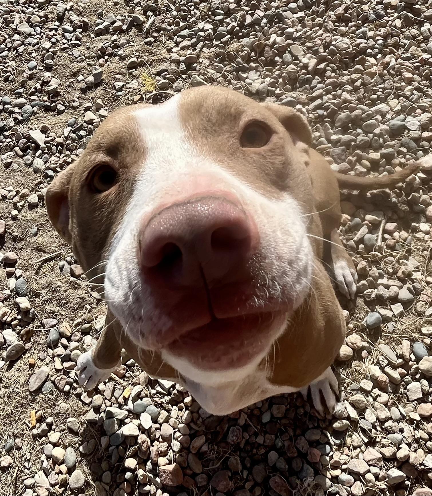 Enlarge Nymph, a Adopted American Staffordshire Terrier in RYE, CO image 3/6