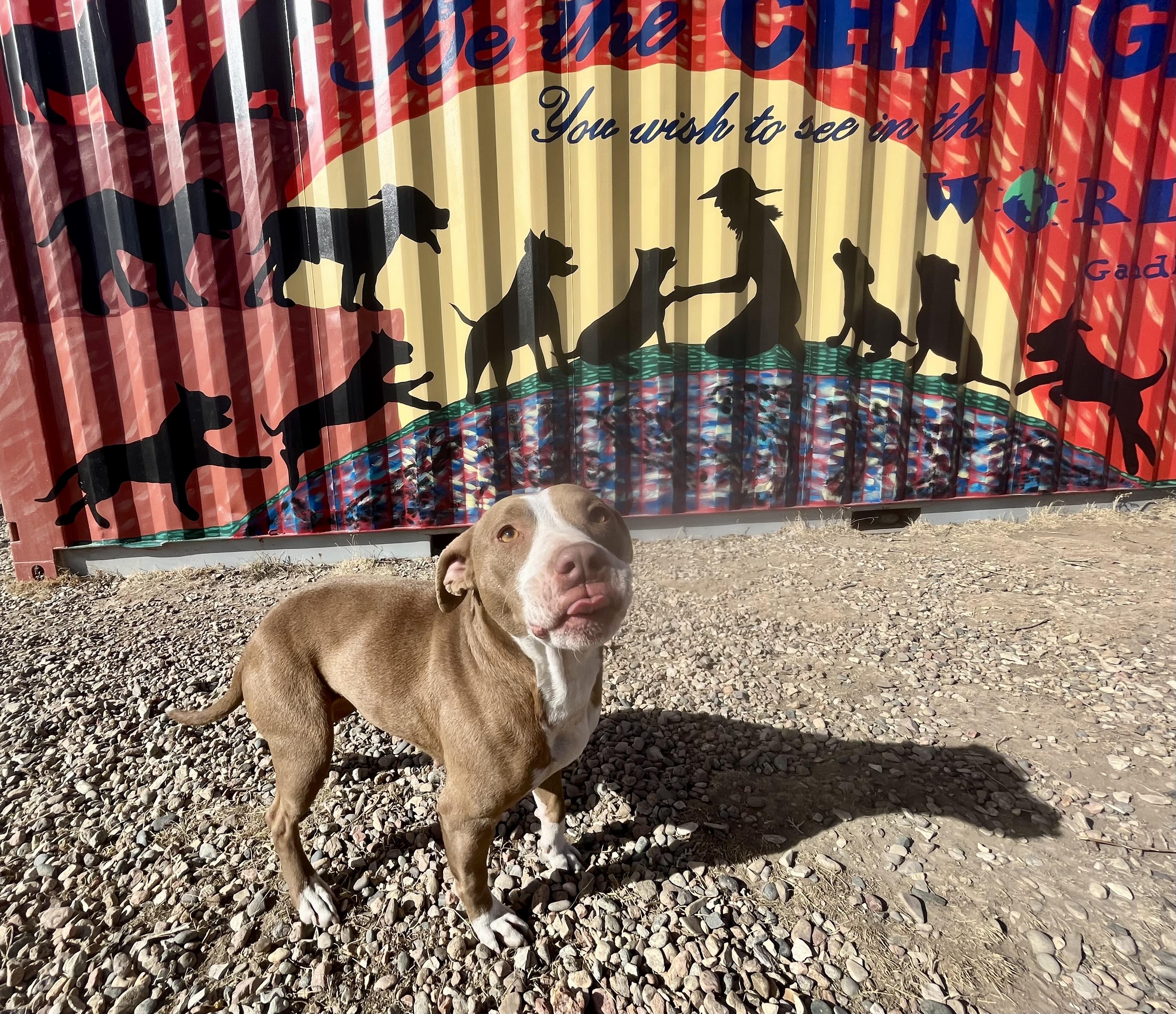 Enlarge Nymph, a Adopted American Staffordshire Terrier in RYE, CO image 4/6