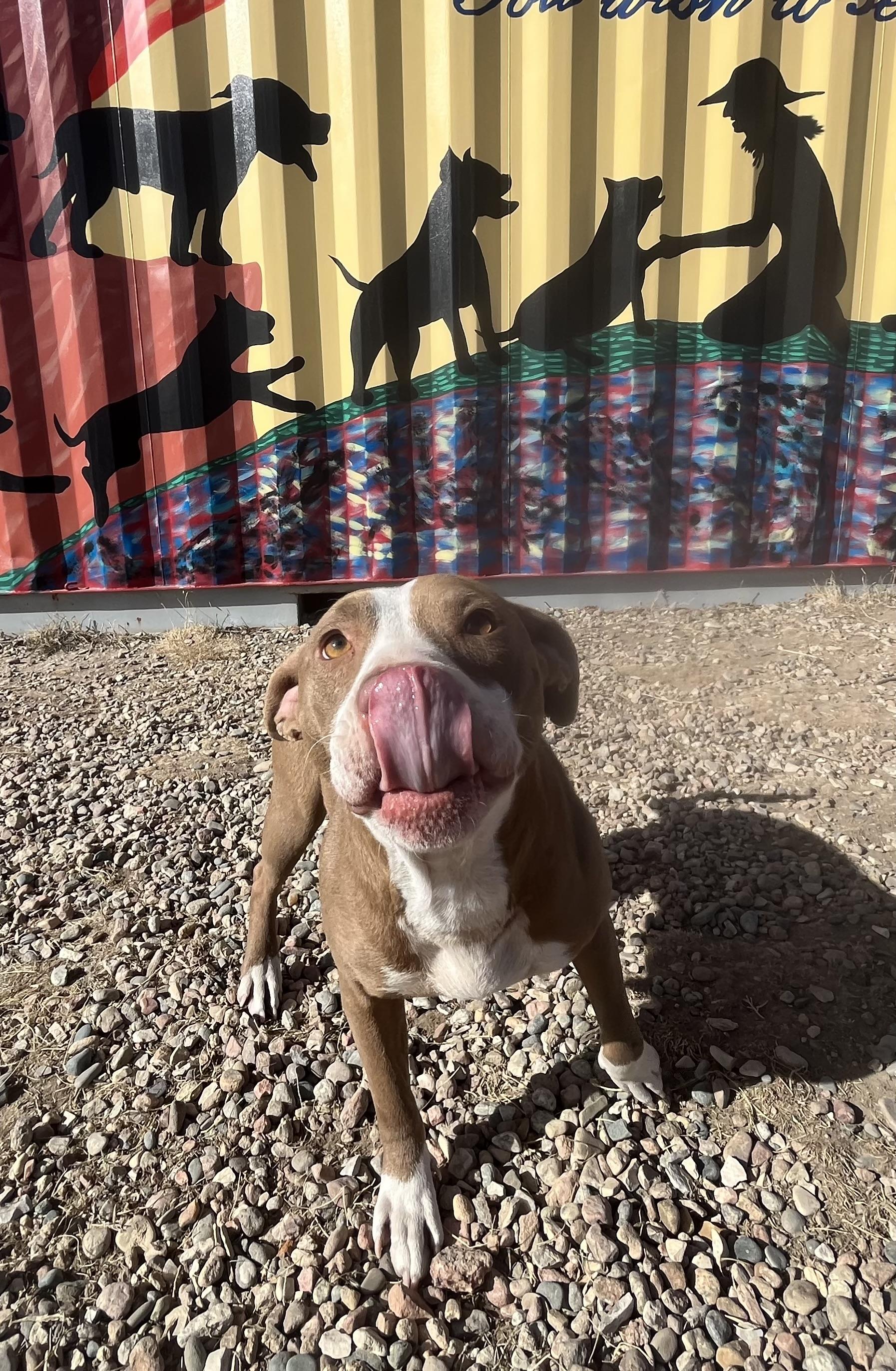 Enlarge Nymph, a Adopted American Staffordshire Terrier in RYE, CO image 6/6