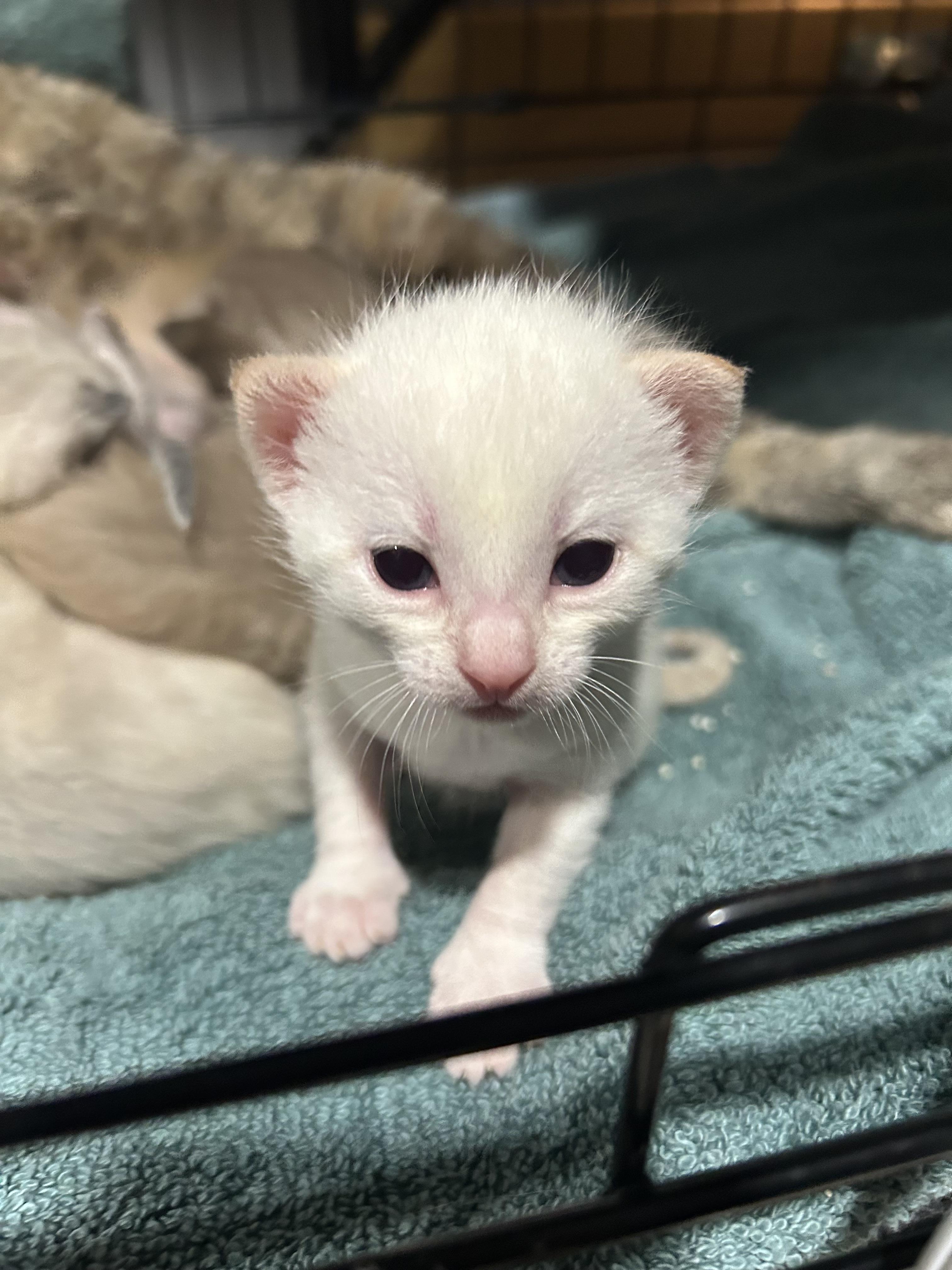 Arctic, Adopted, Kitten Male Domestic Short Hair.