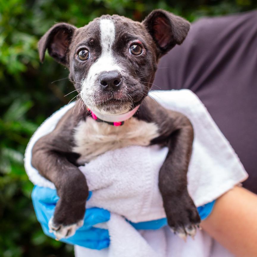 Queen, Adoptable, Puppy Female Cattle Dog & Terrier.