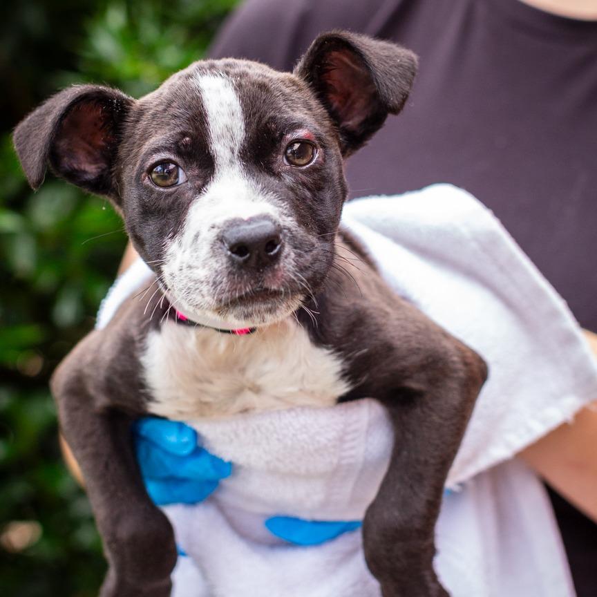 Queen, a Adoptable mixed breed in Hattiesburg, MS image 2/3
