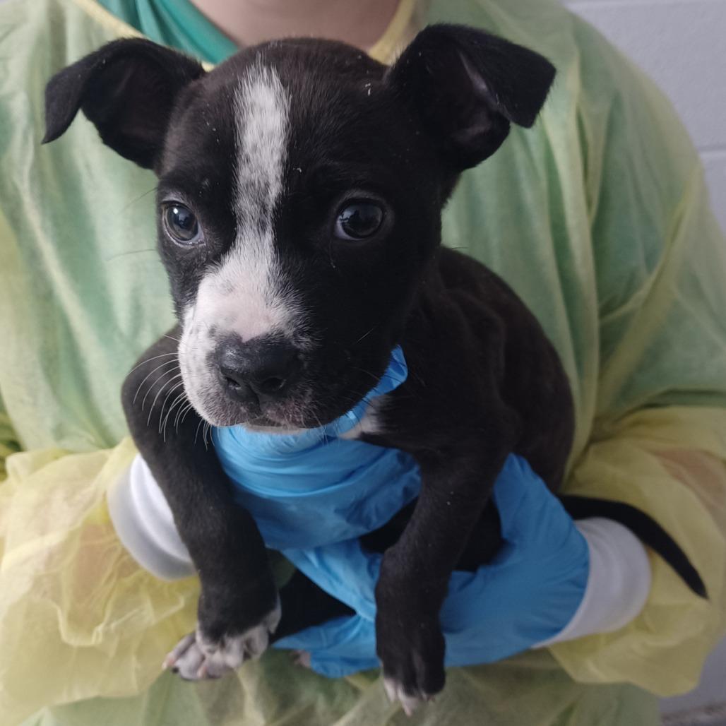 Queen, a Adoptable mixed breed in Hattiesburg, MS image 3/3