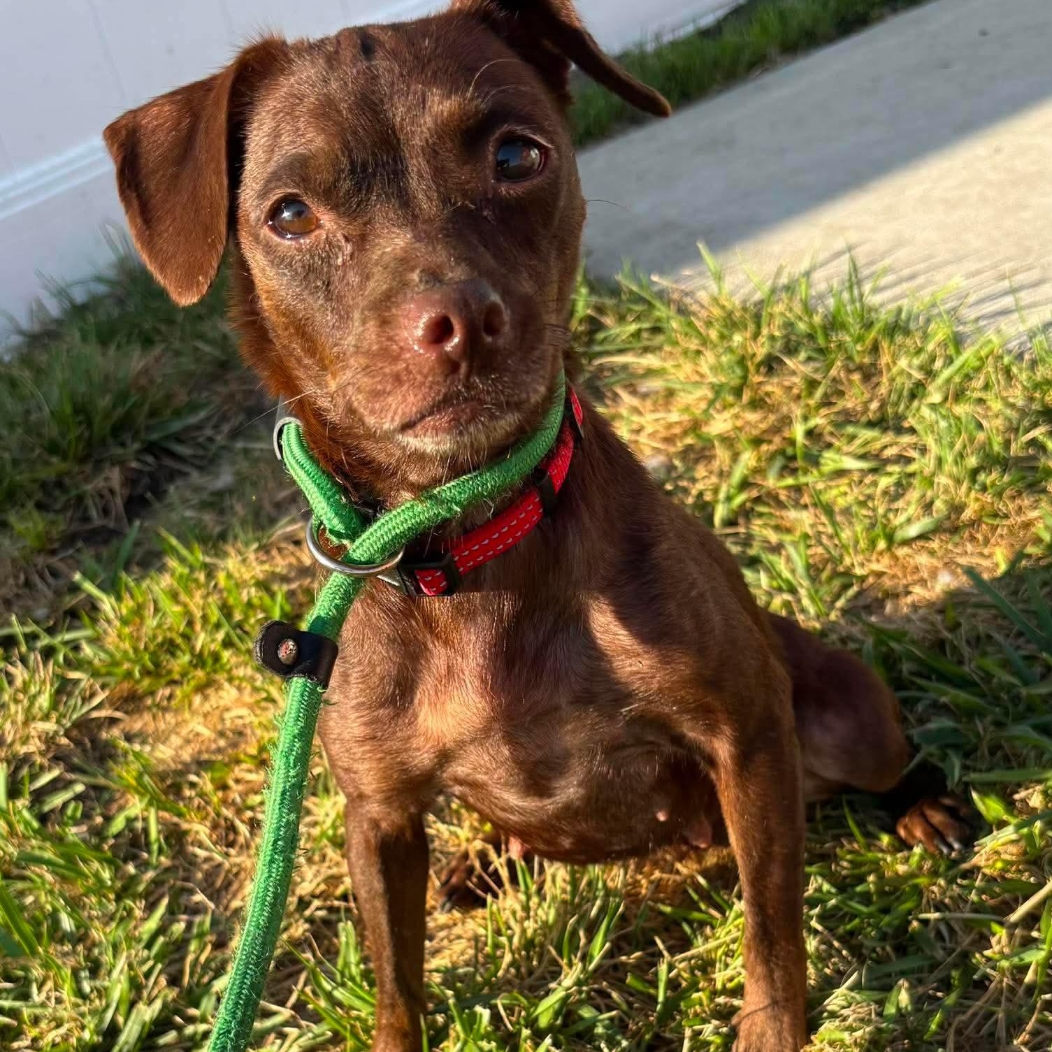 Gretchen, ADOPTABLE, Adult Female Miniature Pinscher.