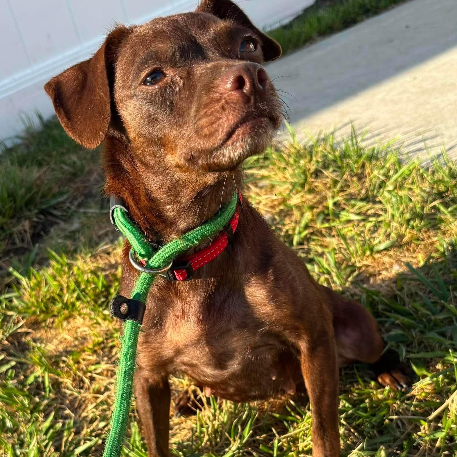 Gretchen, a ADOPTABLE Miniature Pinscher in Minooka, IL image 2/2