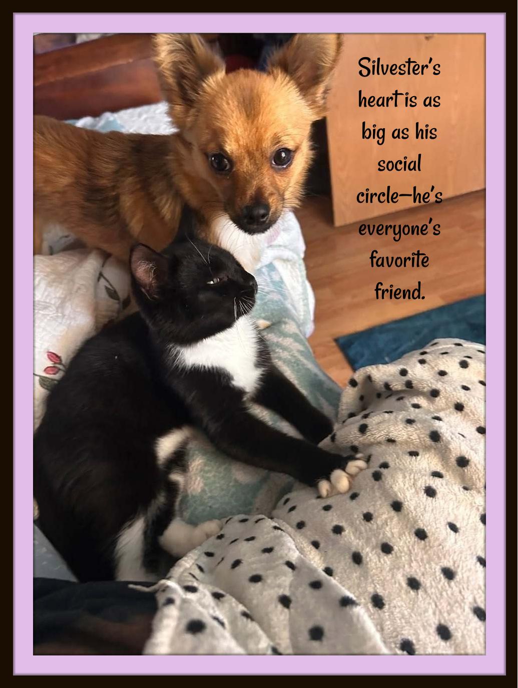 Enlarge One part gentleman, two parts goofball—Silvester’s love is huge, genuine and loyal., a Adoptable Domestic Short Hair in Winston Salem, NC image 1/3