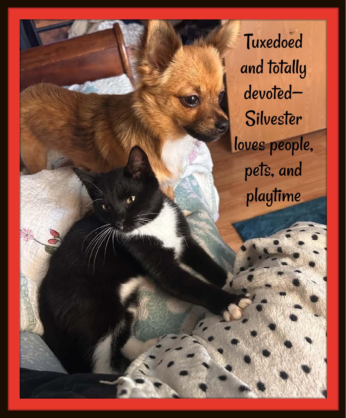 Enlarge One part gentleman, two parts goofball—Silvester’s love is huge, genuine and loyal., a Adoptable Domestic Short Hair in Winston Salem, NC image 3/3