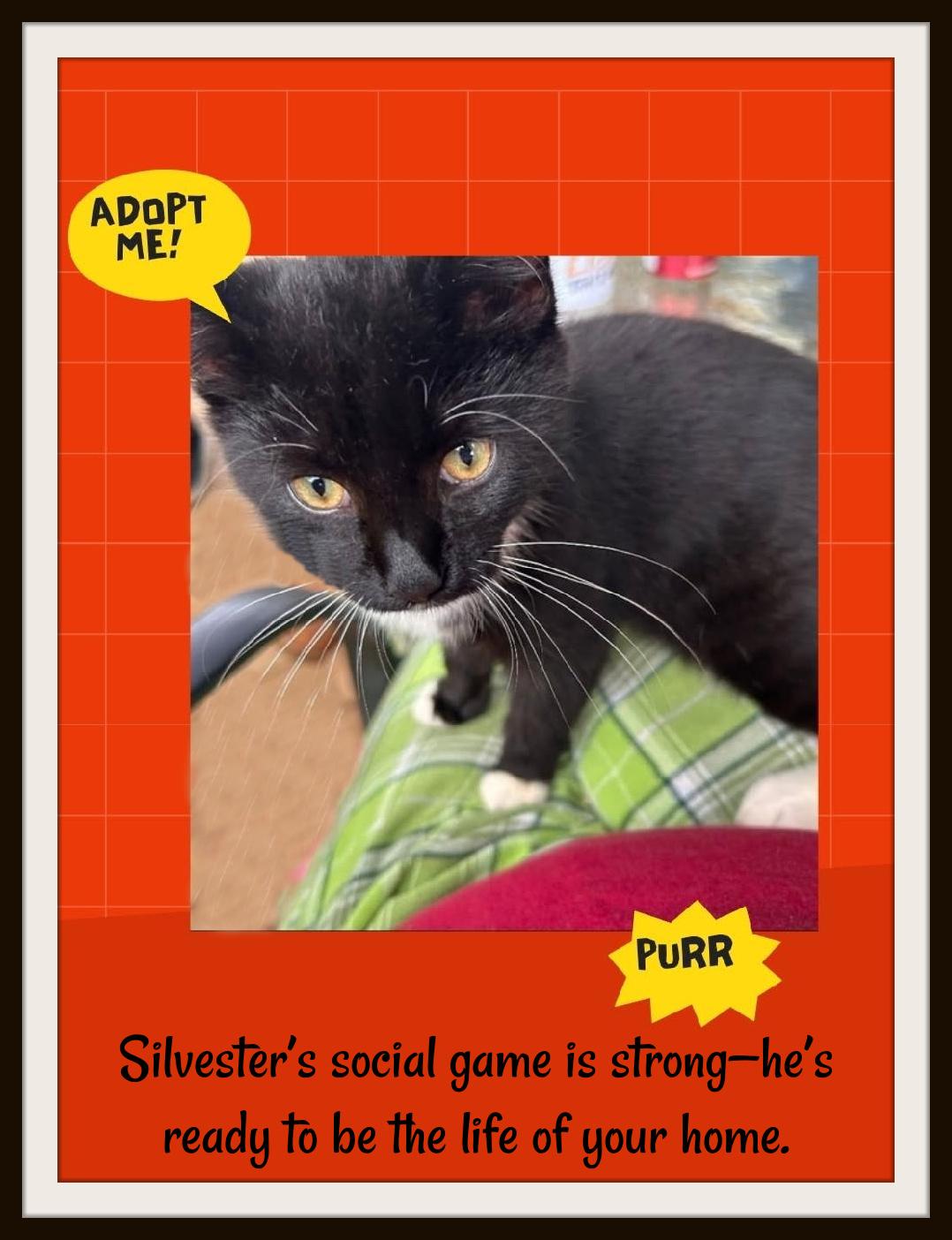 Enlarge One part gentleman, two parts goofball—Silvester’s love is huge, genuine and loyal., a Adoptable Domestic Short Hair in Winston Salem, NC image 2/3