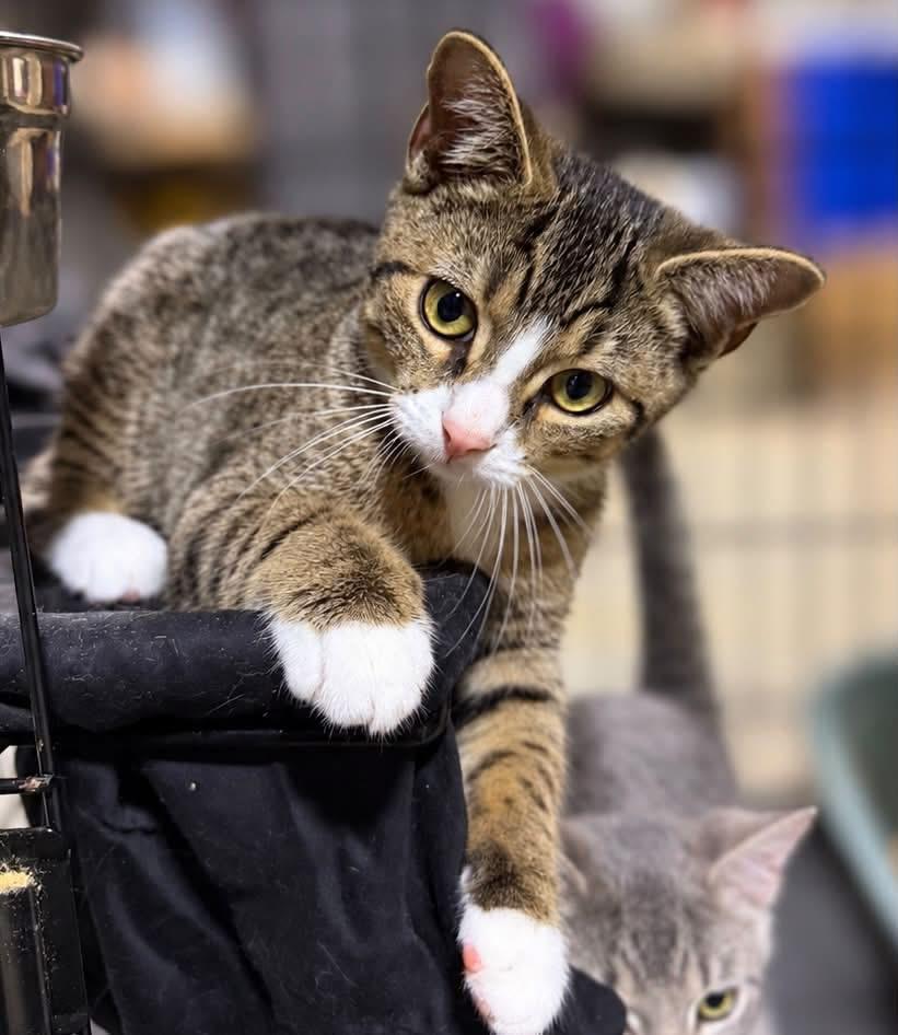 Enlarge Lilly, a Adopted Domestic Short Hair in Salamanca, NY image 1/1