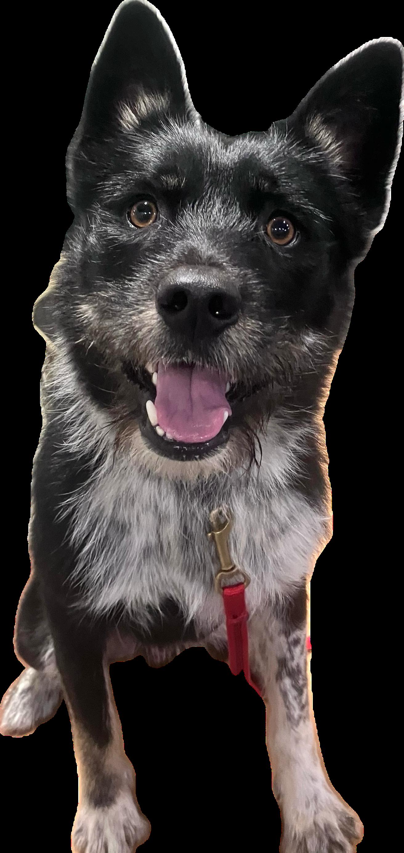 Jeep, Adopted, Young Male Border Collie.