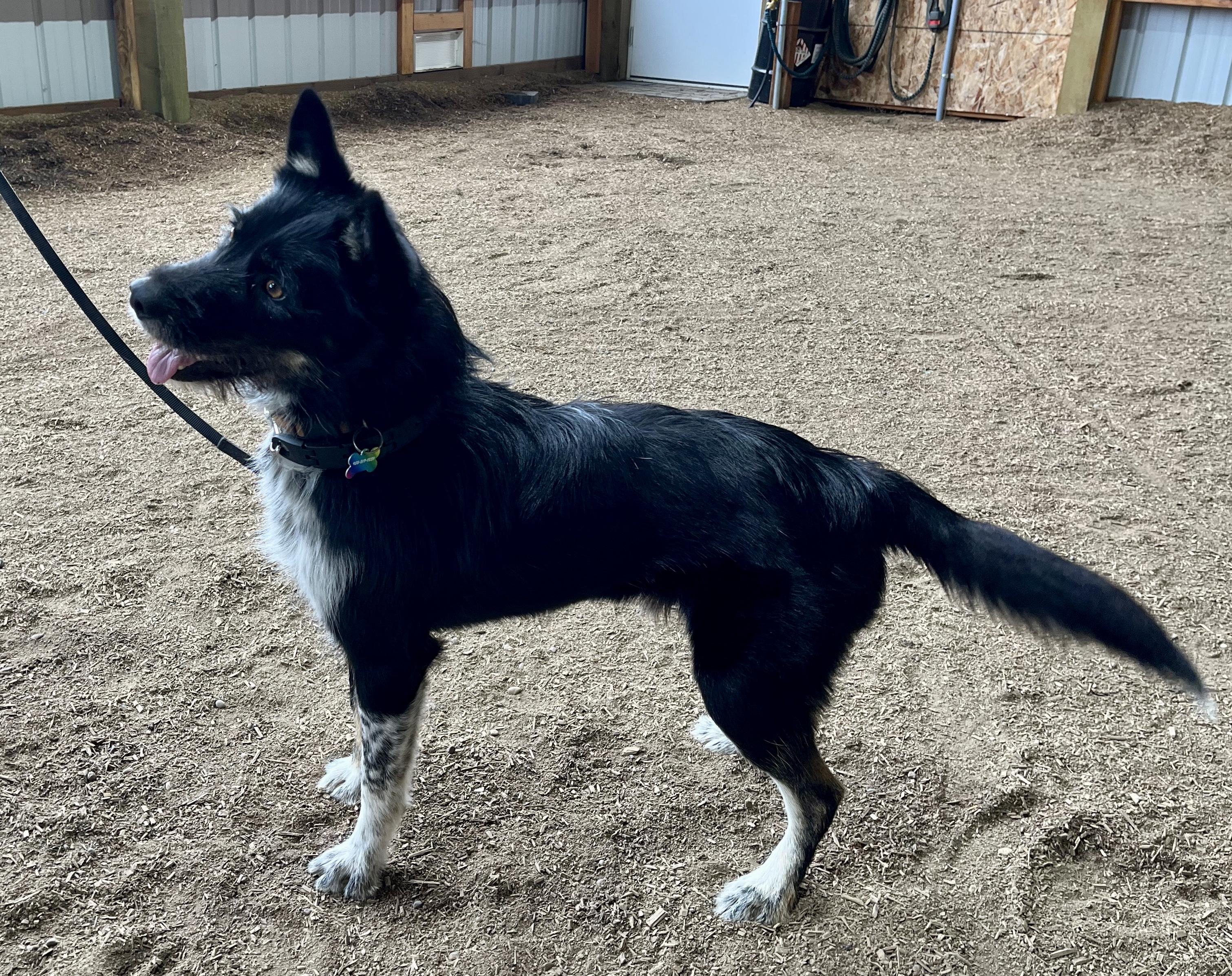 Enlarge Jeep, a Adopted mixed breed in Junction City, OR image 3/4