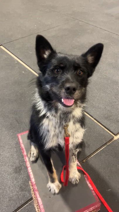 Enlarge Jeep, a Adopted mixed breed in Junction City, OR video 4/4