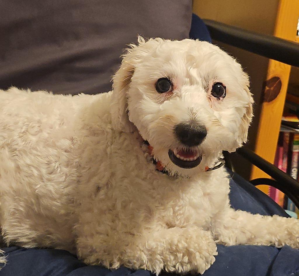 Cookie, Adopted, Young Female Poodle.