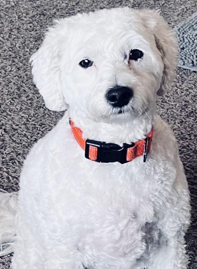 Cookie, a Adopted Poodle in Indianola, IA image 2/2