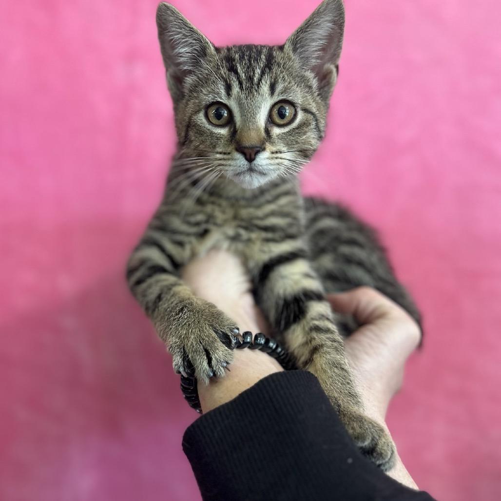 Cardinal, Adoptable, Young Female Domestic Short Hair.