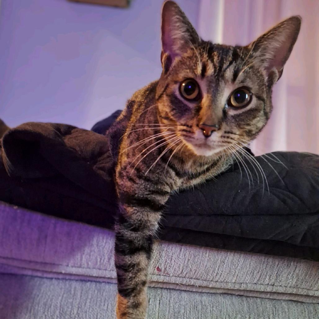 Cardinal, Adoptable, Young Female Domestic Short Hair.