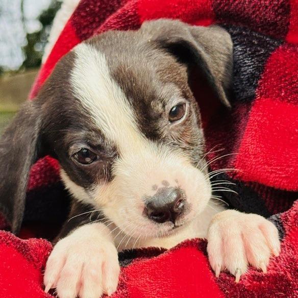 Niblet, Adoptable, Puppy Female Mixed Breed.