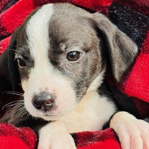 Enlarge Niblet, a Adoptable Mixed Breed in Williston, FL image 2/6