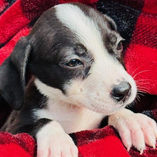 Enlarge Niblet, a Adoptable Mixed Breed in Williston, FL image 3/6